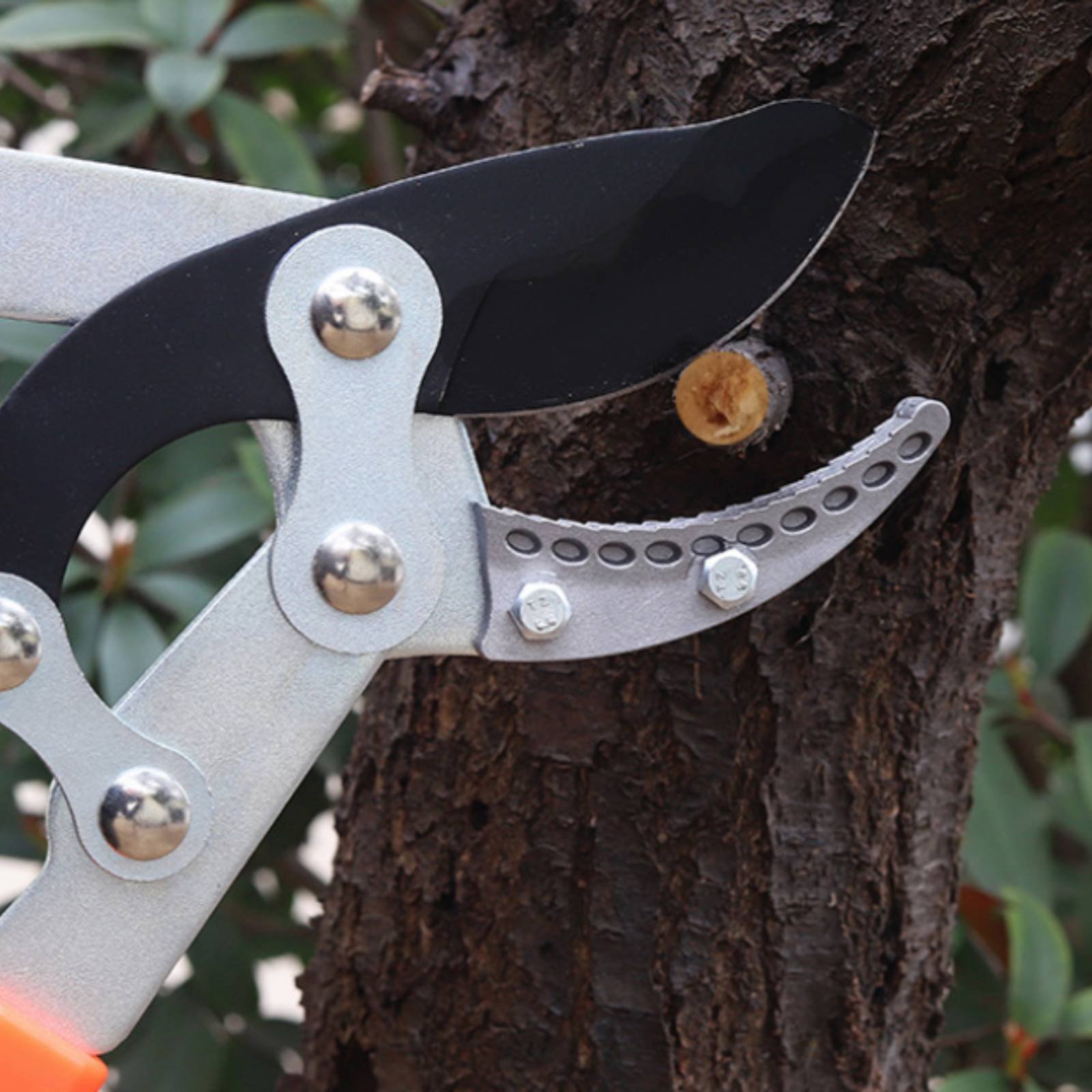 Podadoras telescópicas para ra - Gardening Tools reseña y precio